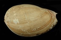 藏品(椰子渦螺)的圖片